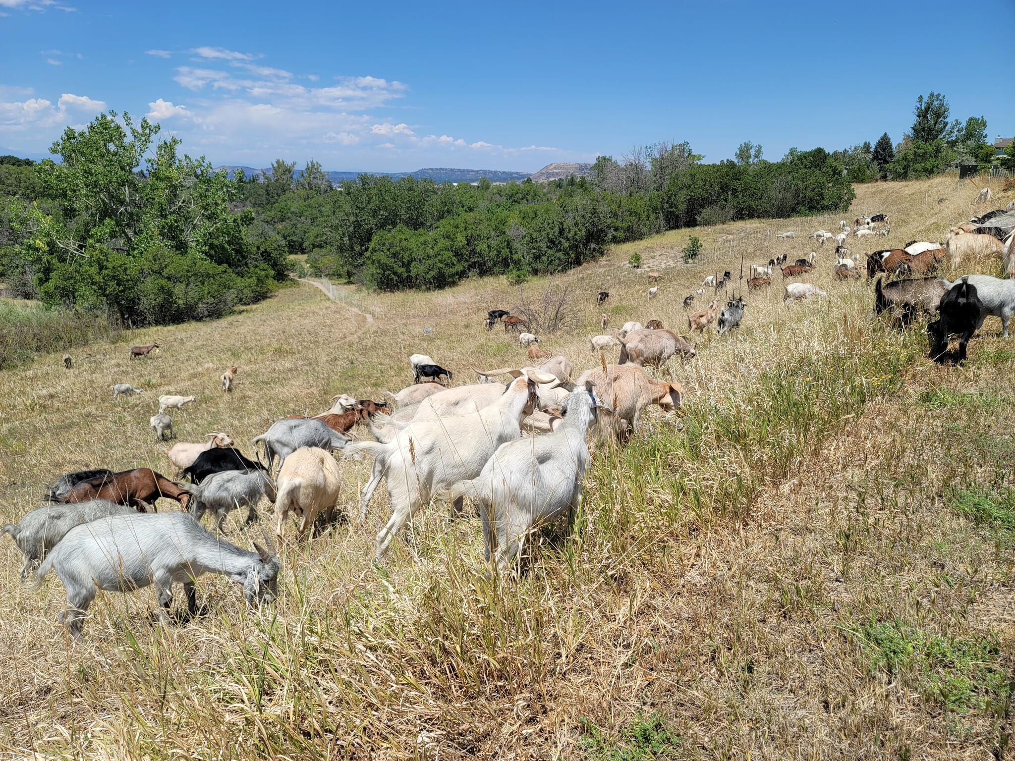 The goats' work at the Metzler Family Open Space is almost complete ...