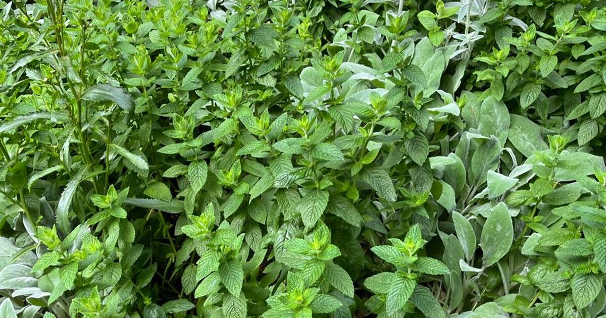 free-mint-for-free-in-seattle-wa-for-sale-free-nextdoor