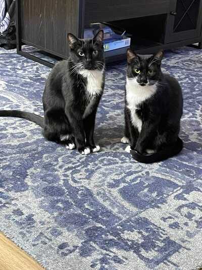 Vca east deals colonial animal hospital