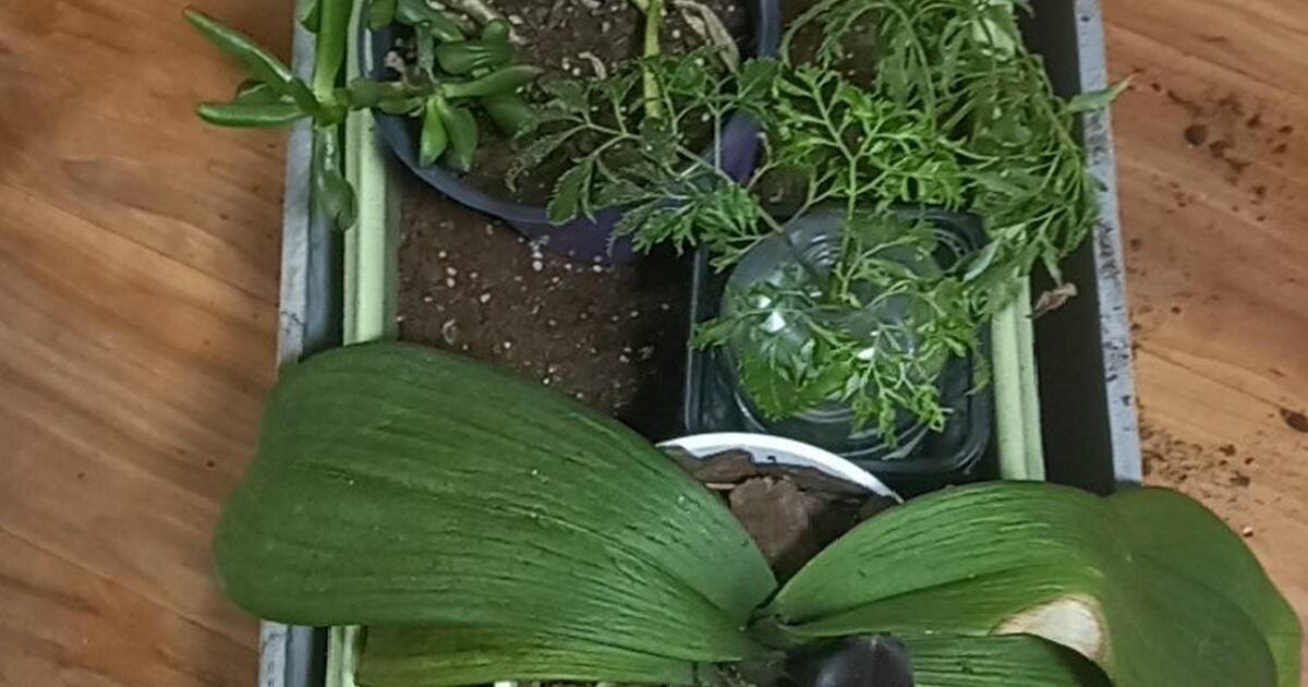 free-rehoming-plants-for-free-in-new-york-ny-for-sale-free-nextdoor