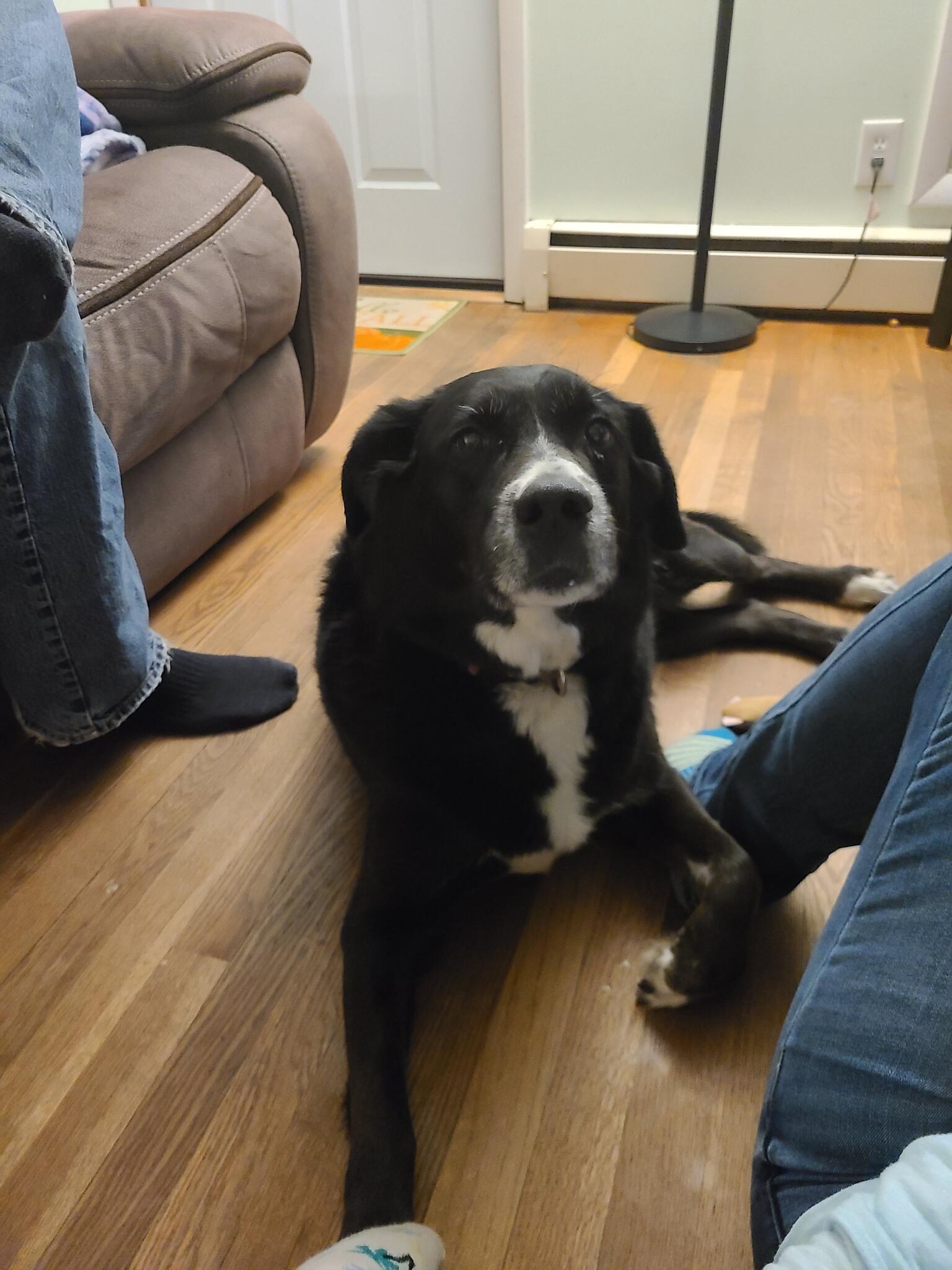 Top 105+ petsmart nail clipping latest songngunhatanh.edu.vn