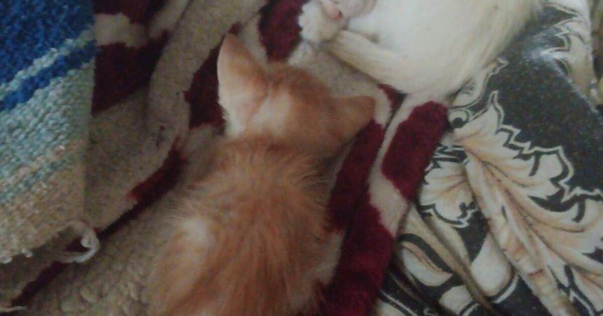 Free kittens for Free in Winter Haven, FL For Sale & Free — Nextdoor