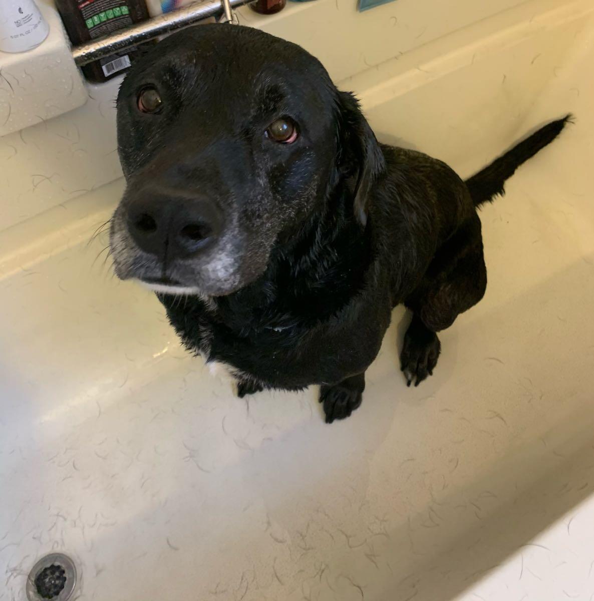 Dog grooming for Free in Greenville, SC For Sale & Free — Nextdoor