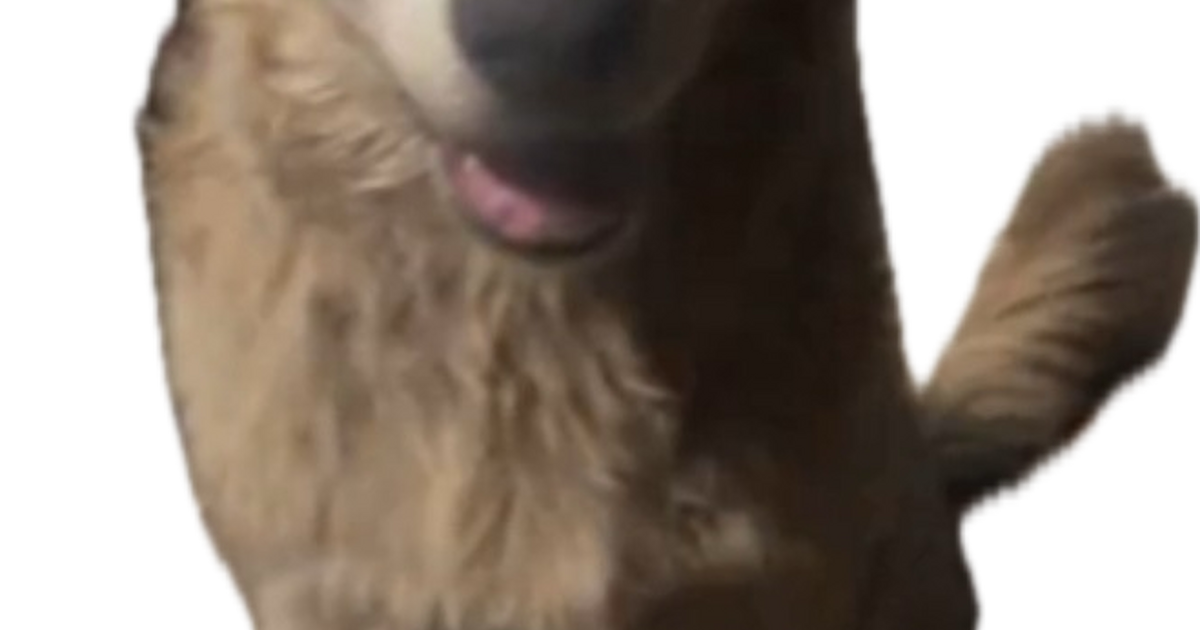 Retriever mix puppy for Free in Buckeye, AZ For Sale & Free — Nextdoor