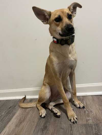 Camp bow wow south hills hot sale