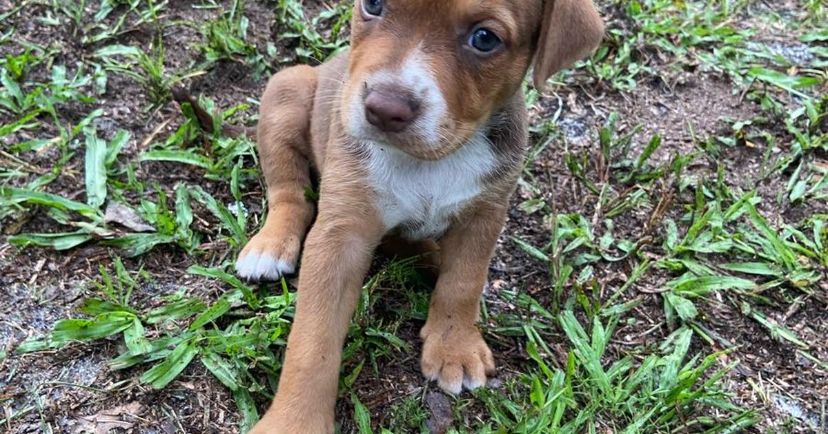 Adorable puppies free to good home for free in plant city fl for