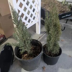 2 x Blue Italian Cypress