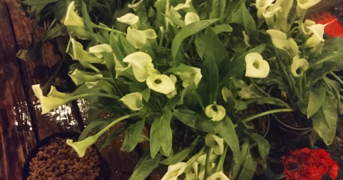 Plants for sale cheap for 1 in Fort Worth, TX Finds — Nextdoor