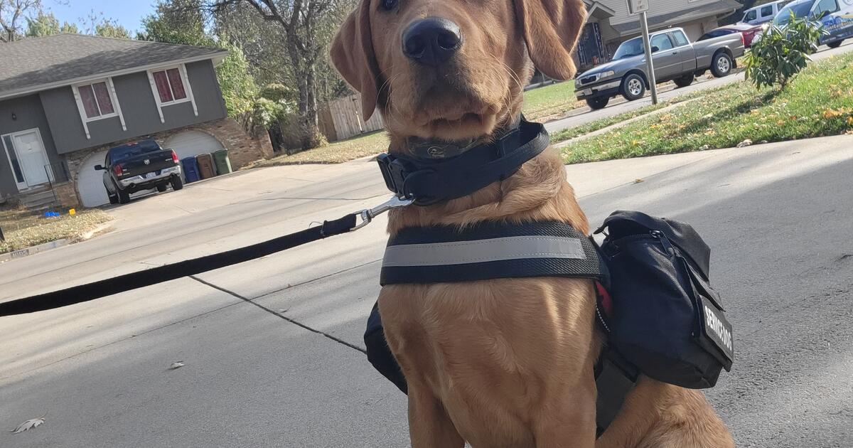 Free Service Dog Training For Disabled