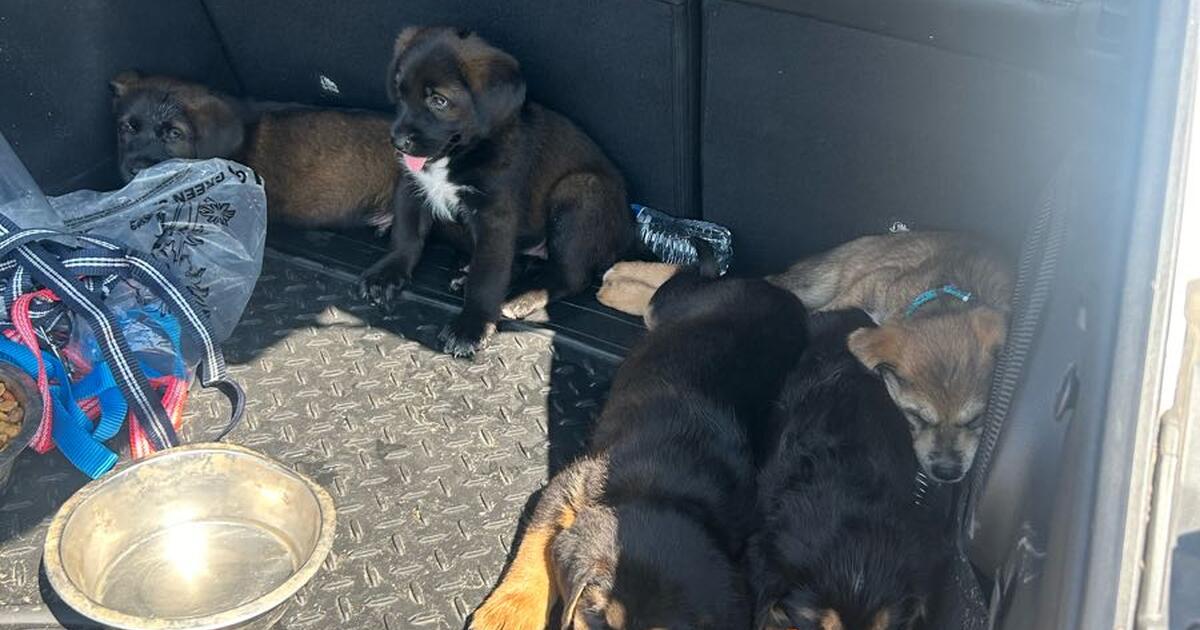 Free Puppies In Fresno