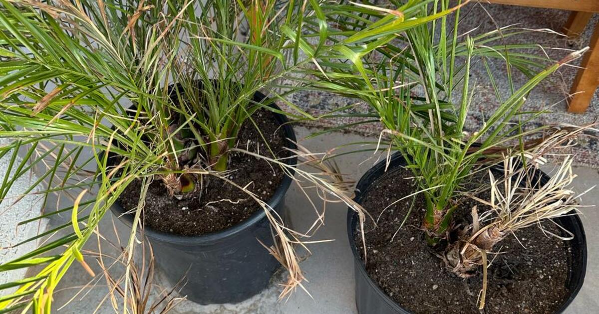 Pygmy palms for 30 in casa grande az for sale free nextdoor