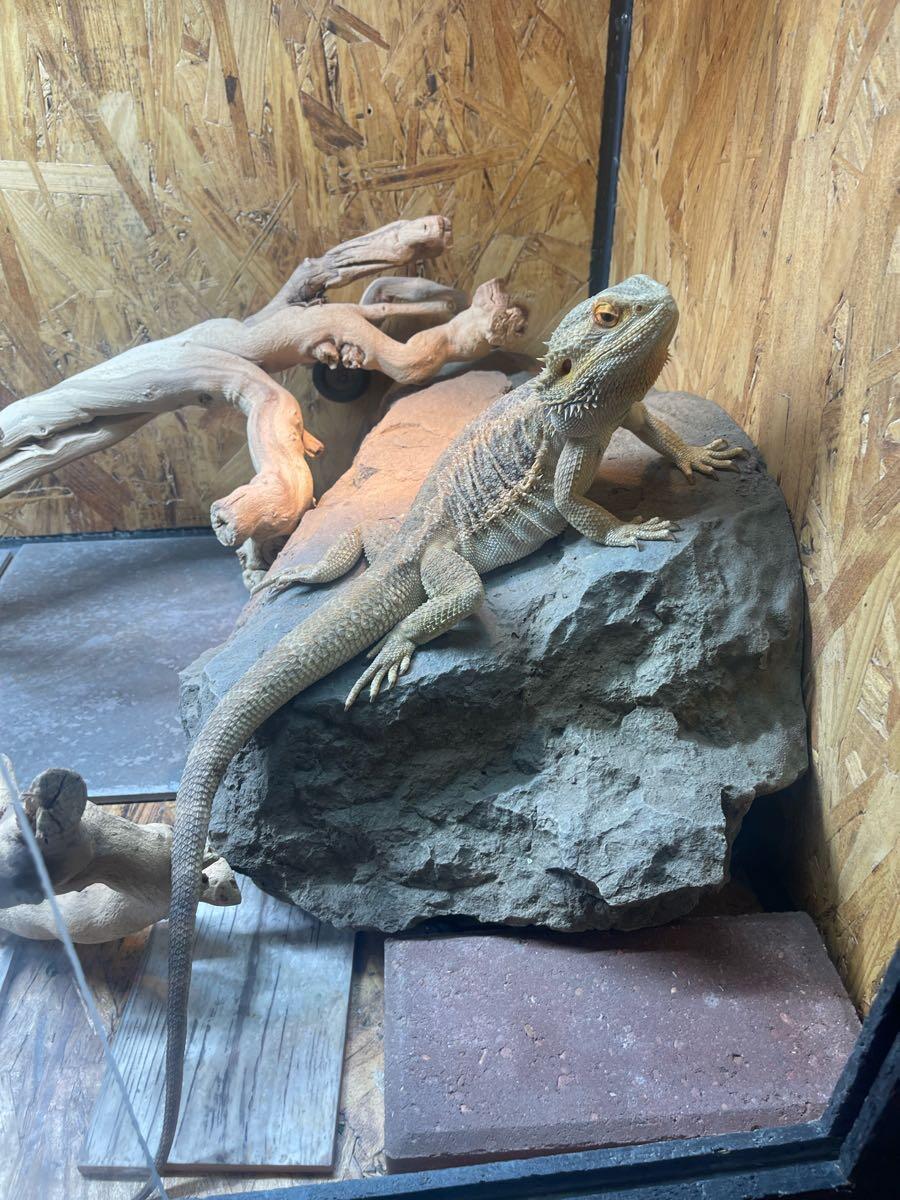 Rehome Bearded Dragon