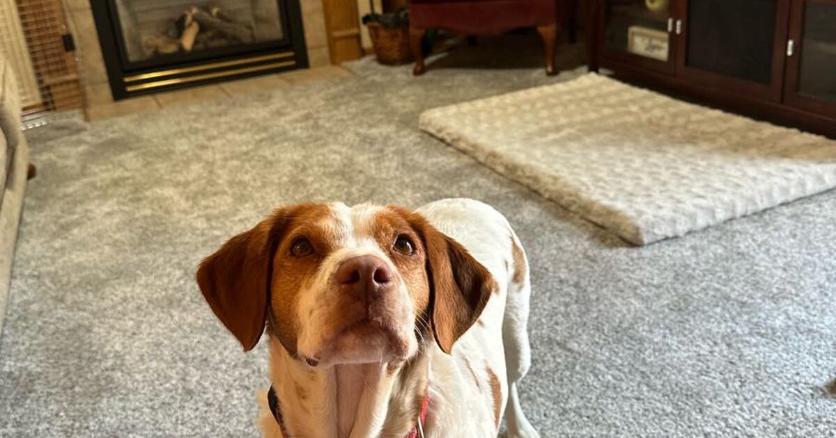 runaway-dog-from-6022-s-21st-st-for-free-in-milwaukee-wi-for-sale