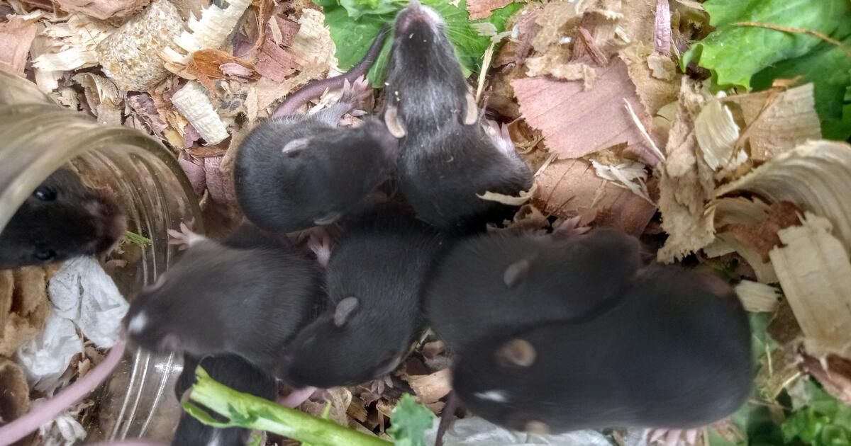 PINKY, FUZZY & adult FEEDER MiceFREE and 13. 4 Snakes/Reptiles for Free in Mesa, AZ For