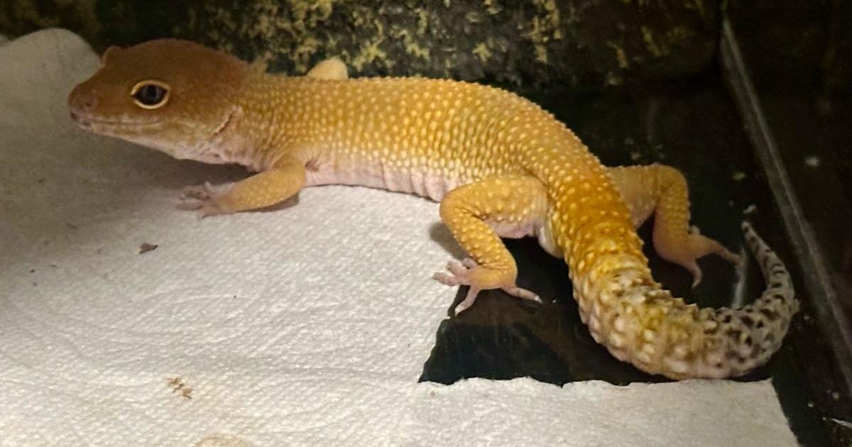 Leopard Gecko (rehoming) for Free in Monterey Park, CA | For Sale ...