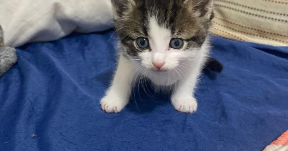 Fresh Kittens for Free in Chicago, IL | For Sale & Free — Nextdoor