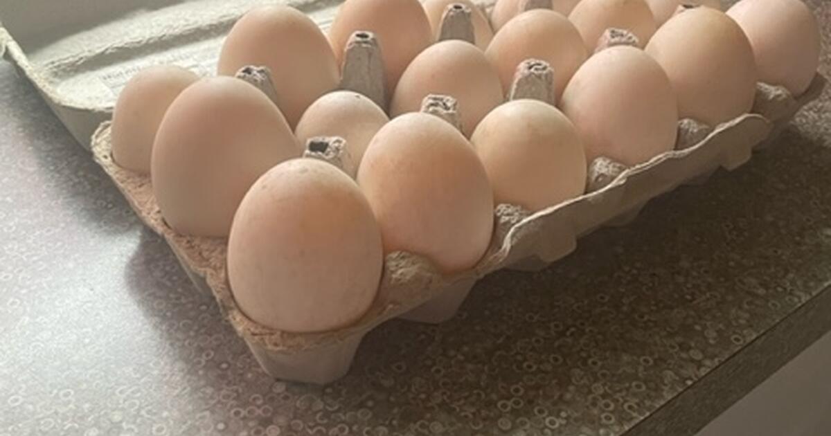 Fresh Free Range Duck Eggs from Molalla, OR farm for 8 in Portland, OR