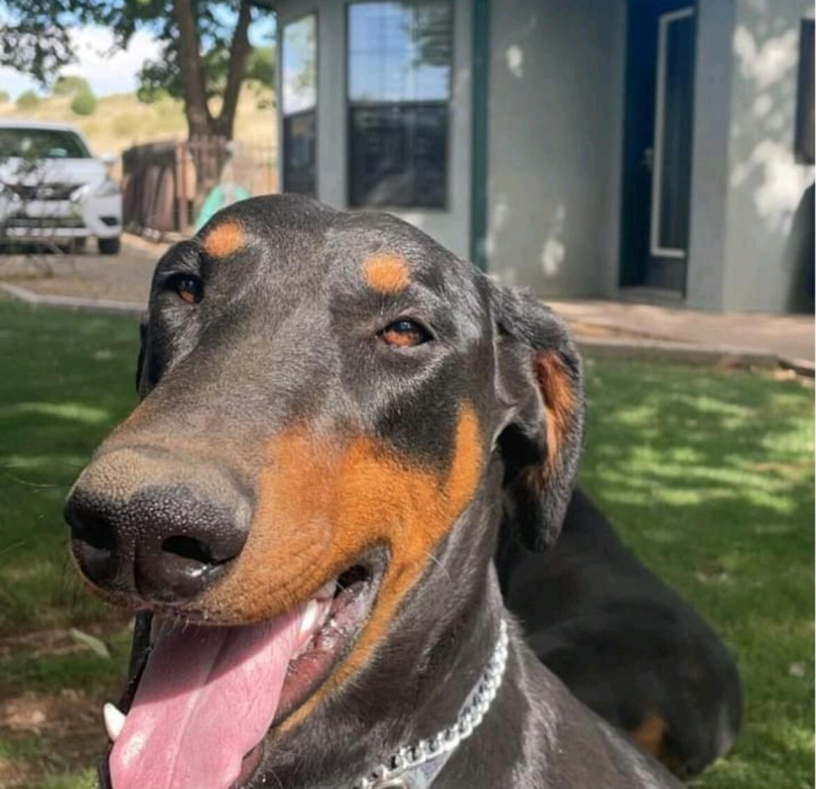 Dobie for Free in El Paso, TX For Sale & Free — Nextdoor