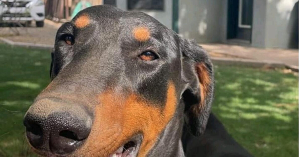 Dobie for Free in El Paso, TX For Sale & Free — Nextdoor