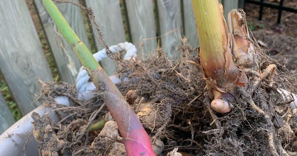 Ginger Lily bulbs for Free in Raleigh, NC For Sale & Free — Nextdoor