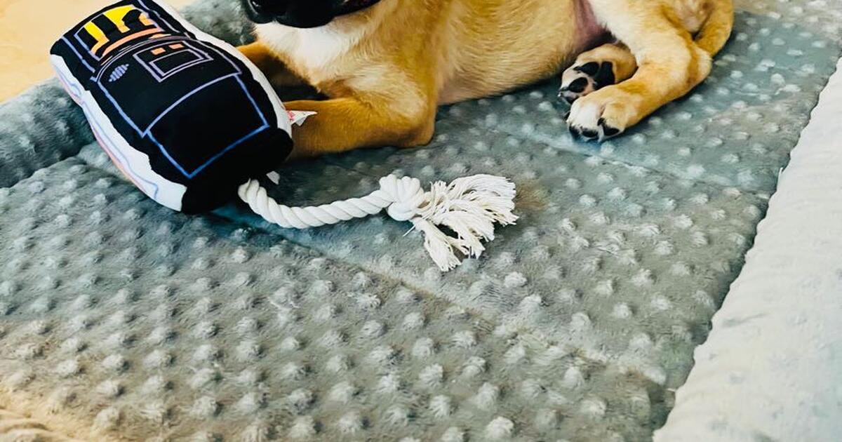 Puppy for Free in Richmond, TX For Sale & Free — Nextdoor