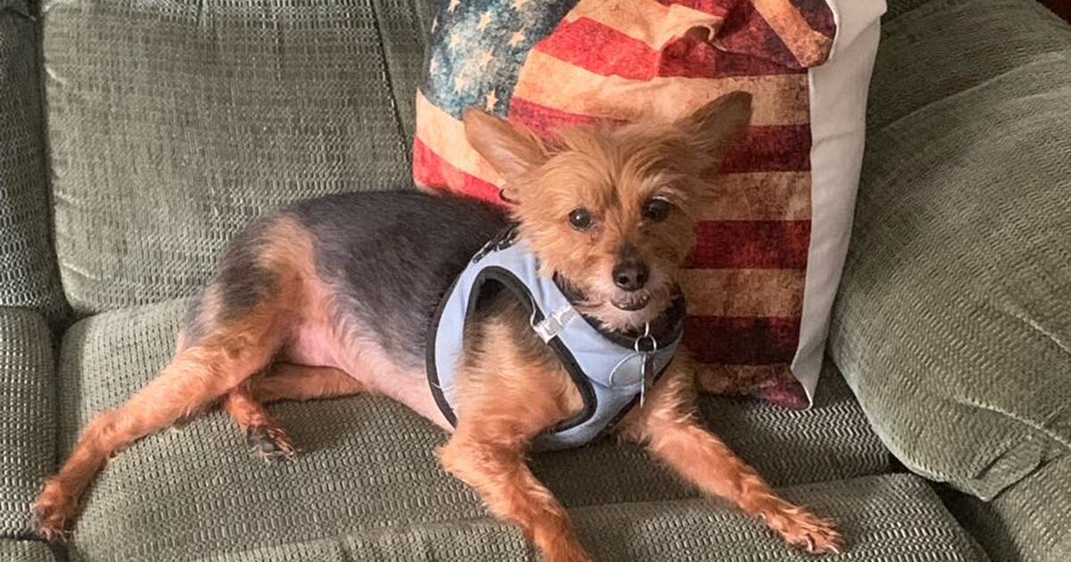 Yorkie for Free in Archdale, NC | For Sale & Free — Nextdoor