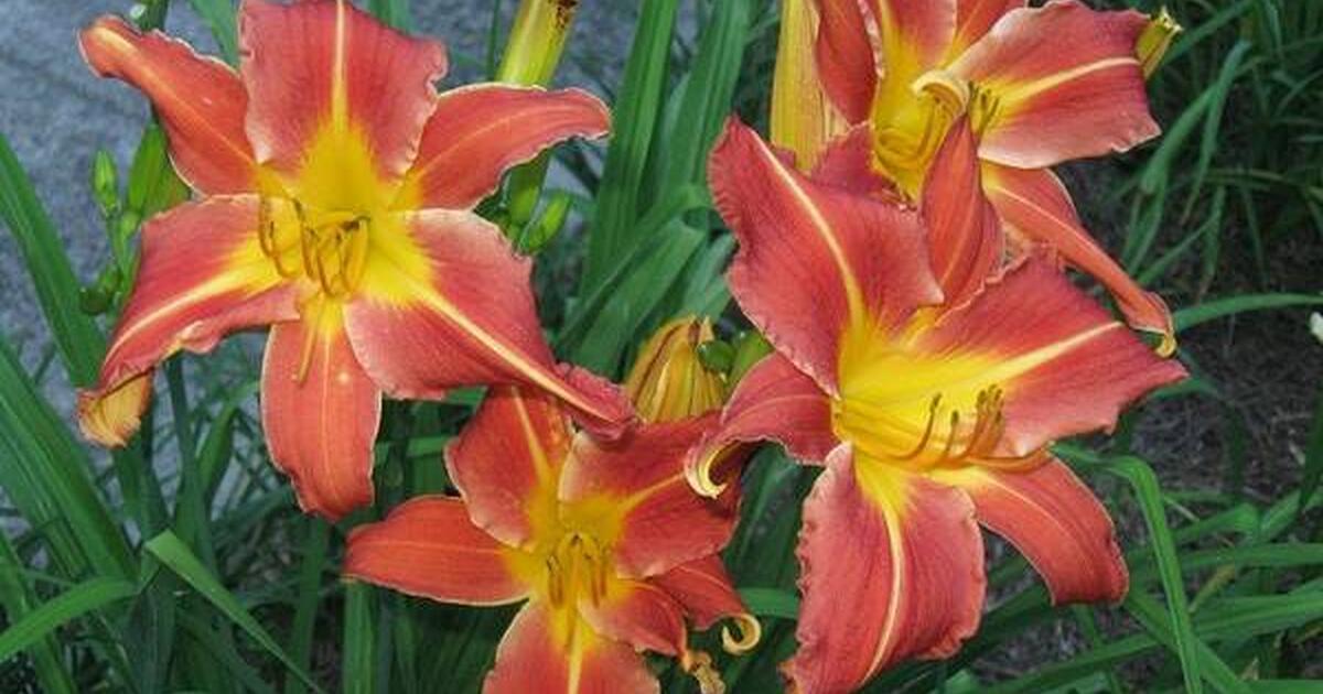 Beautiful Daylilies Blooming Now for 5 in Brooks, GA For Sale & Free