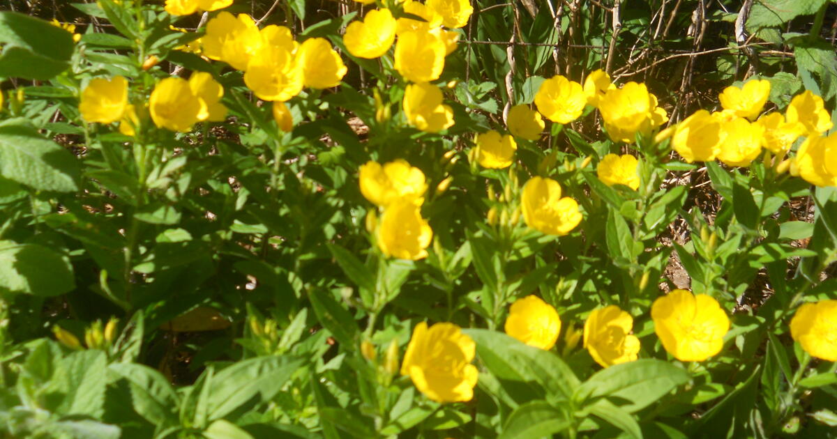 JUNE FLOWERS, FERNS, PERENNIALS and MORE! for $3 in Newtown Square, PA ...