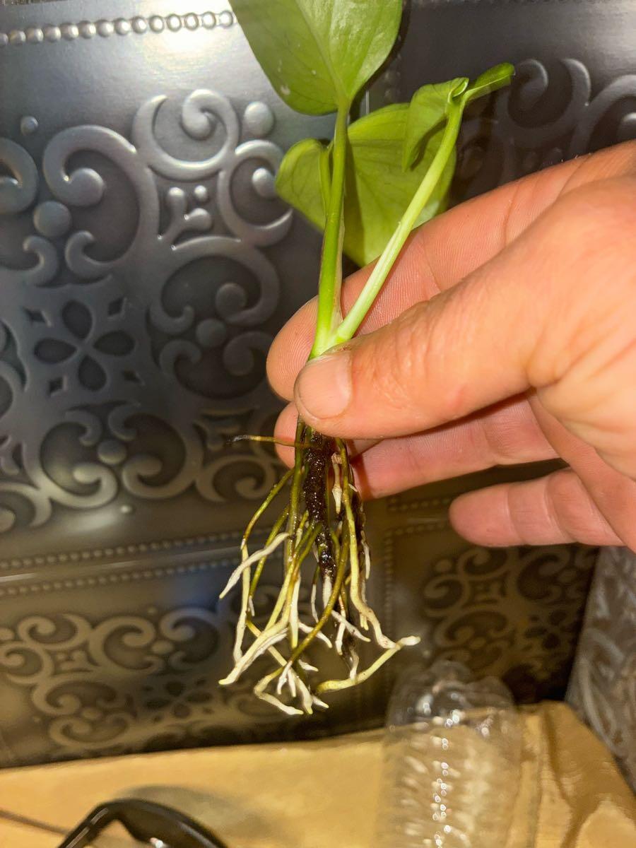 Rooted Large Variegated Pothos Cuttings For $8 In Houma, LA | For Sale &  Free  Nextdoor