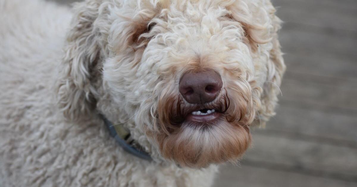Two Standard Poodles, free to a good home for Free in Nashville, TN