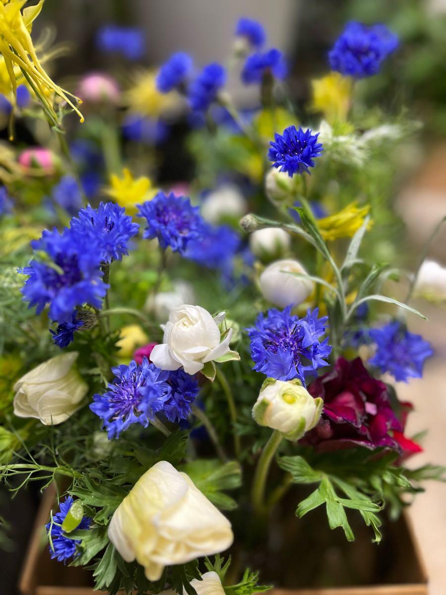 Petal Pushers in Santa Fe, NM For Sale & Free — Nextdoor