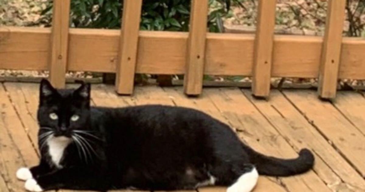 Female 2y cat for Free in Dacula, GA Finds — Nextdoor