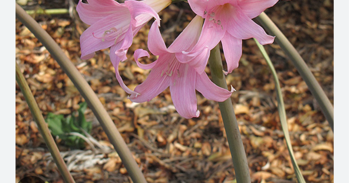Naked lady bulbs for free in santa cruz ca for sale free nextdoor