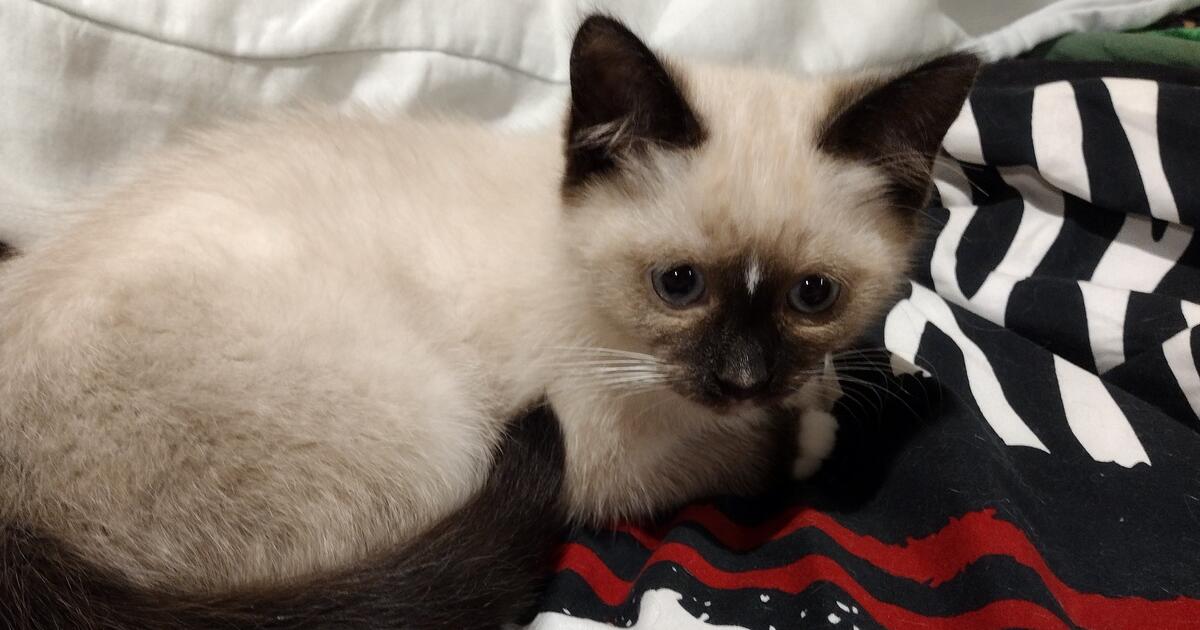 Tonkinese Kittens For Rehoming in Waukesha, WI For Sale & Free — Nextdoor