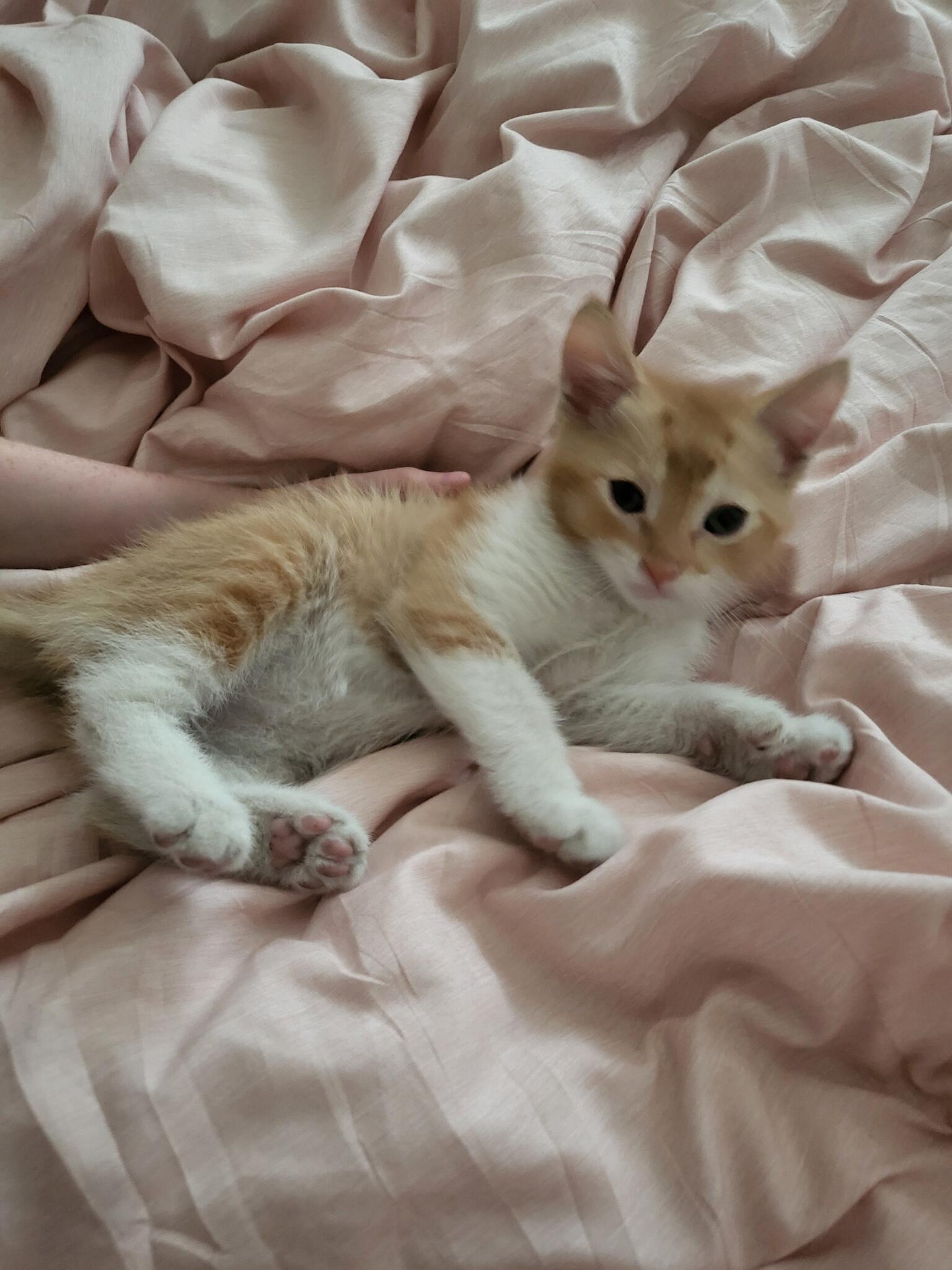 Hemingway/Polydactyl Kittens Looking For A Furever Family for 20 in