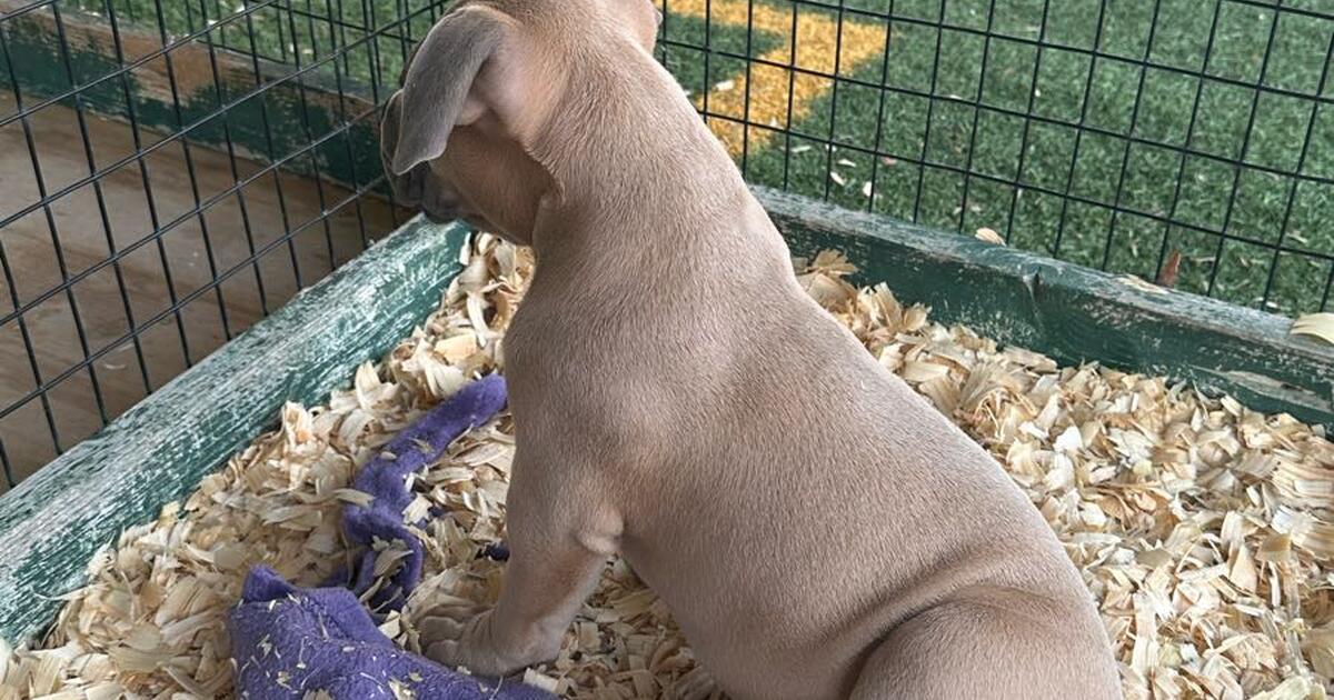 American bully in Mesquite, TX For Sale & Free — Nextdoor