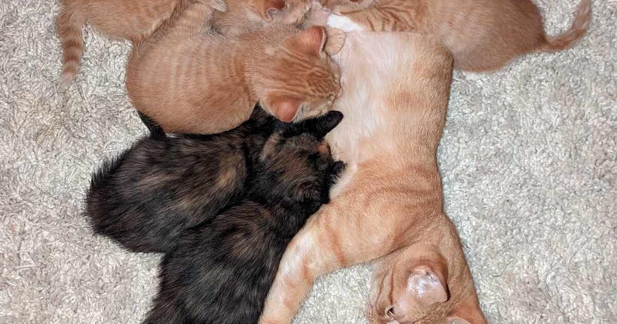 Kittens to rehome for 20 in Puyallup, WA For Sale & Free — Nextdoor