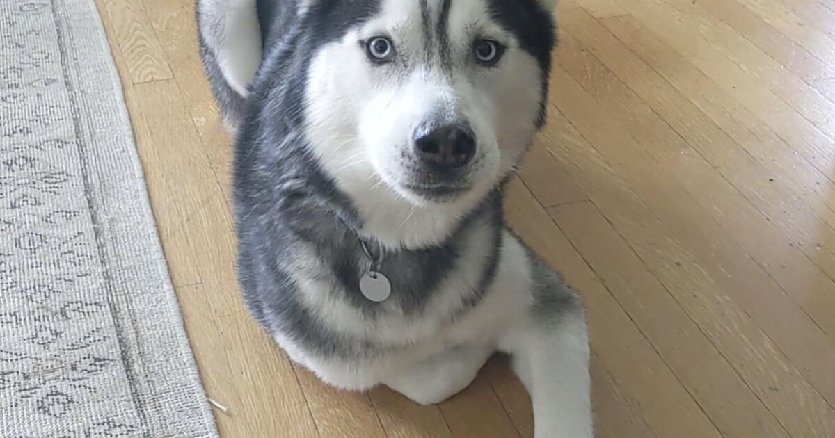 Rehoming Siberian Husky For $50 In Seattle, WA | For Sale & Free — Nextdoor