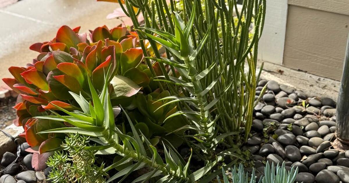 Large Succulents For 10 In Los Fresnos TX For Sale Free Nextdoor Large succulents for 10 in los fresnos tx for sale free nextdoor