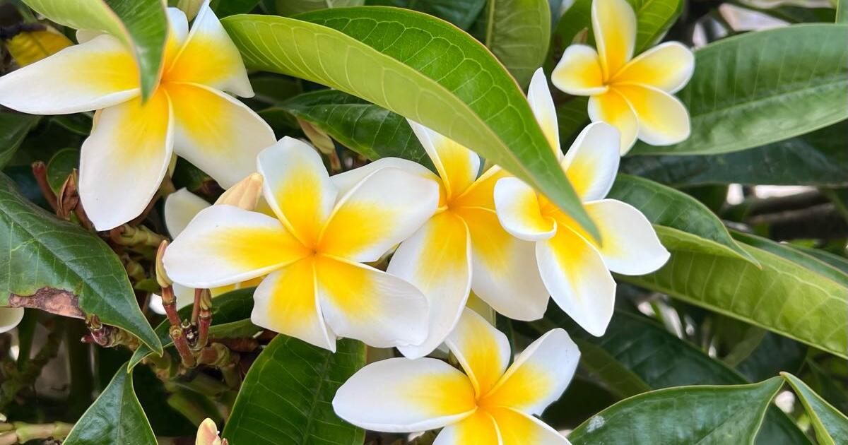 Celadine Plumerias! for 12 in Camarillo, CA For Sale & Free — Nextdoor