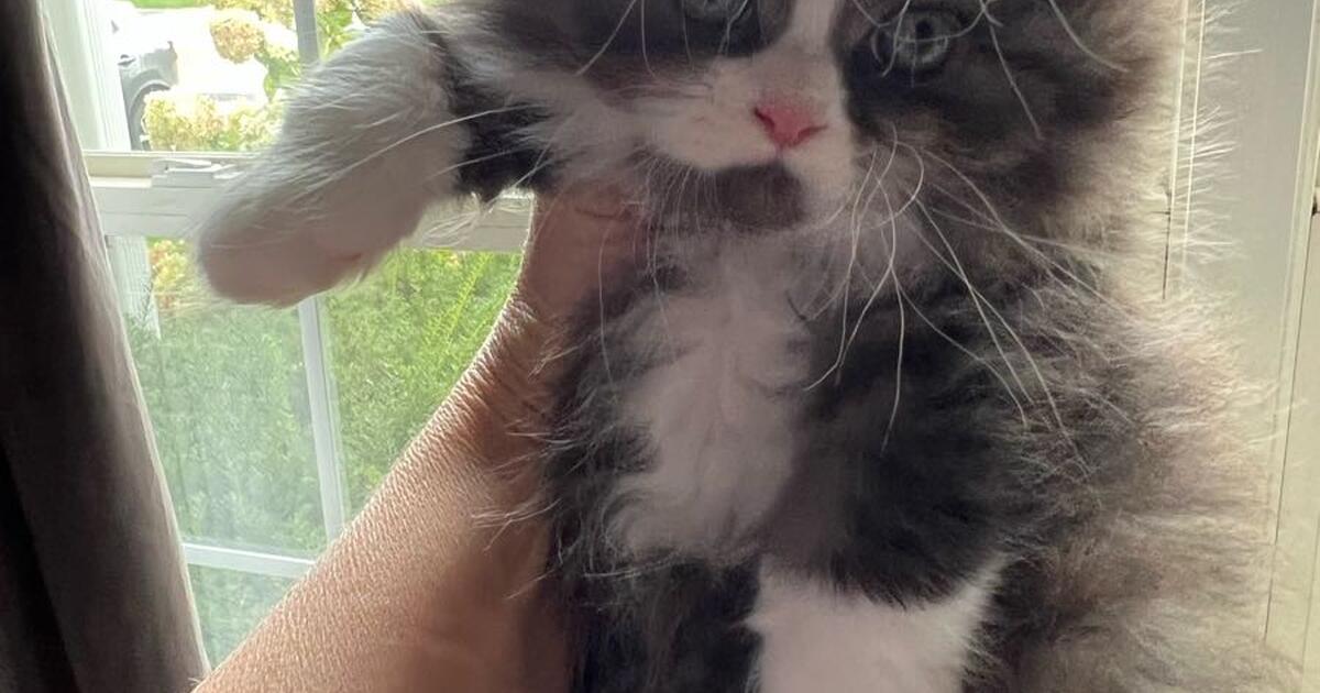 Pure bred Persian kittens for 500 in Kenosha, WI For Sale & Free