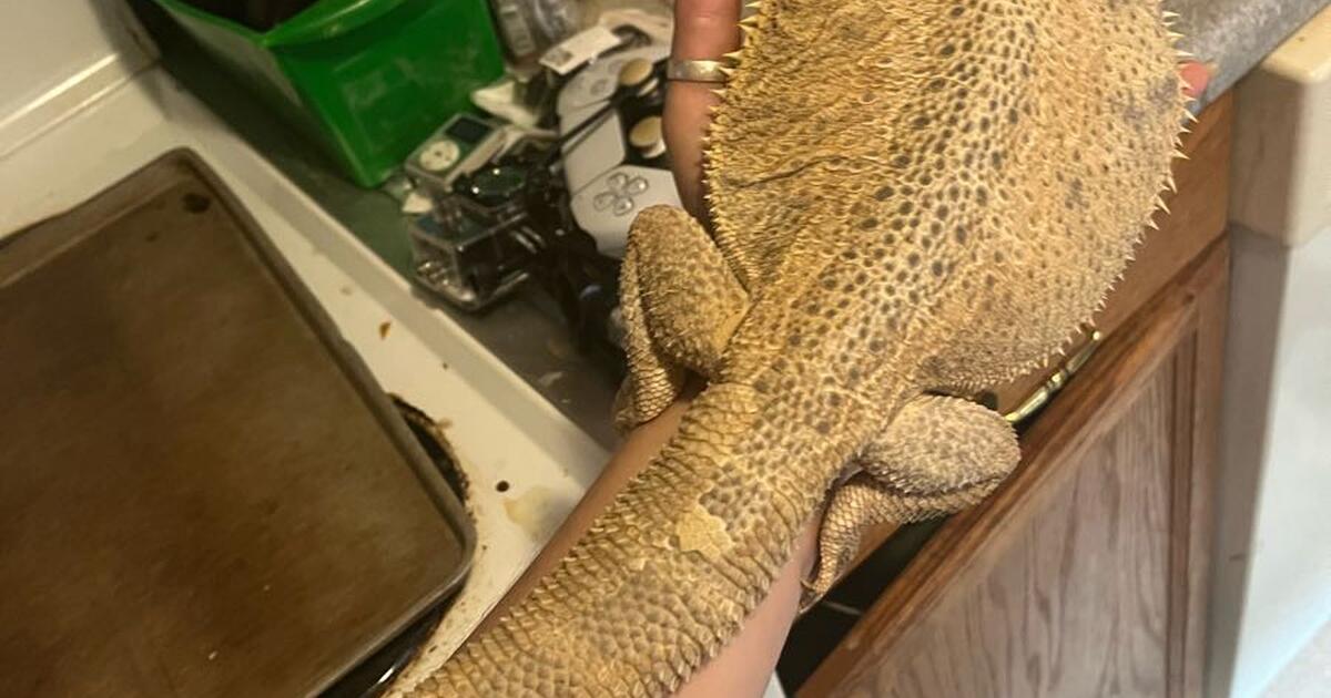 Reptile Rescue (please read descp.) for Free in West York, PA For Sale & Free — Nextdoor
