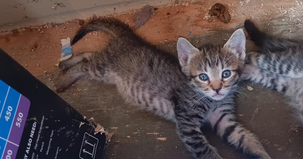 Kittens for 10 in Tucson, AZ For Sale & Free — Nextdoor
