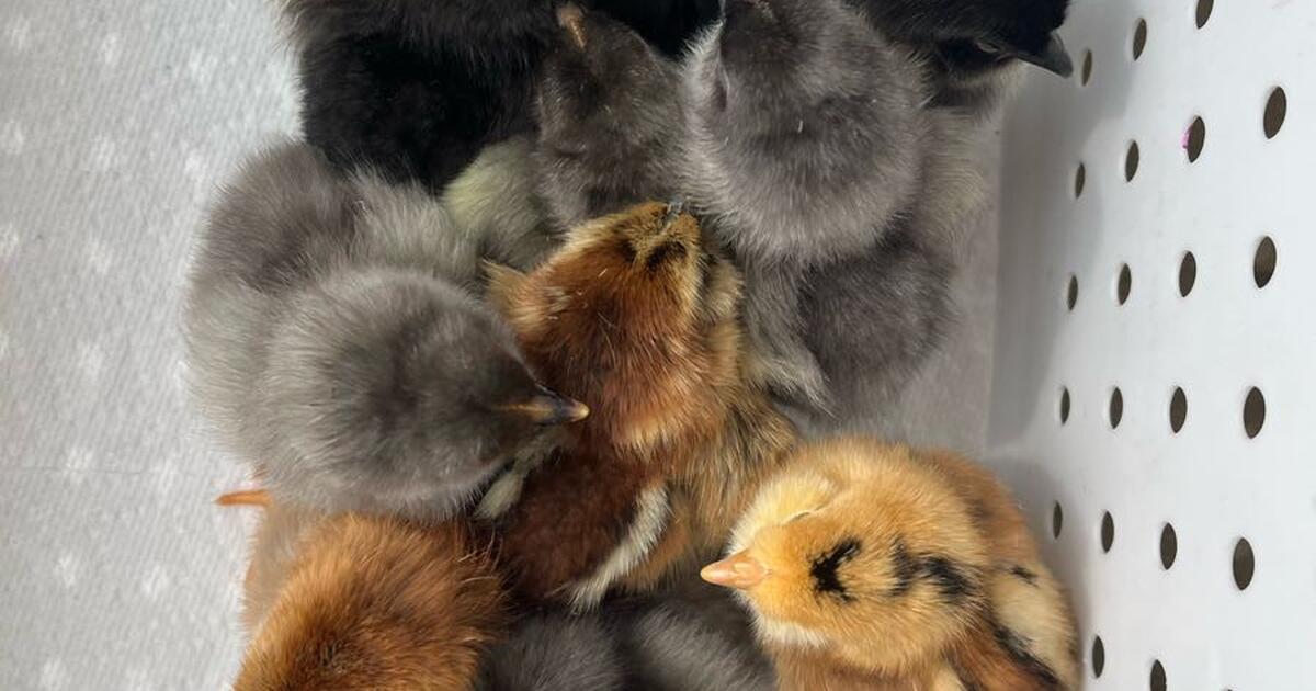 Black Easter Egger Chick