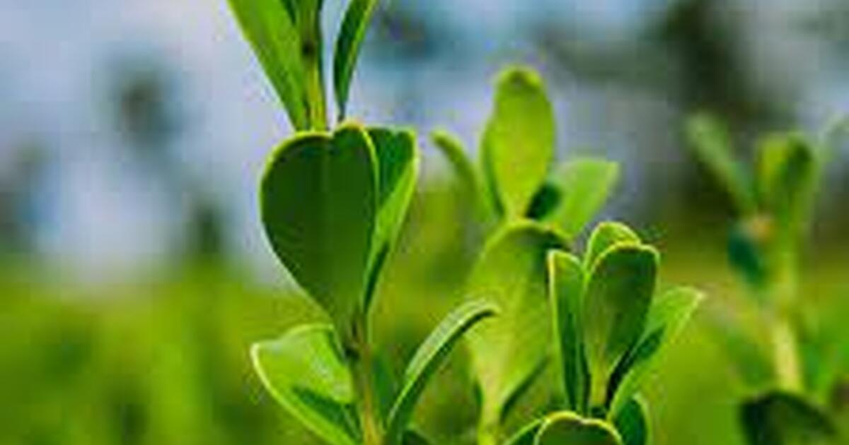 Boxwood Shrubs, Laurels, Holly, Arborvitae, Mulch and Landscape Rock