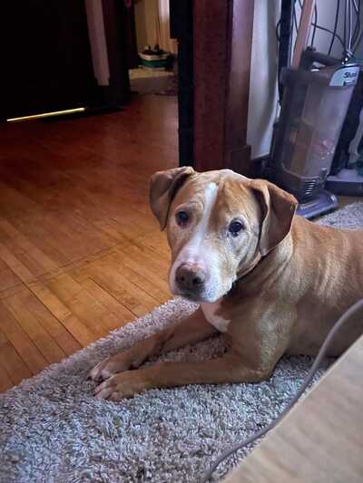 Marcie's country pet 2024 spa