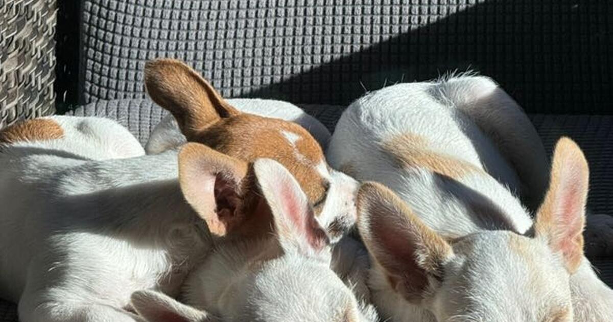 Free Puppies In Fresno