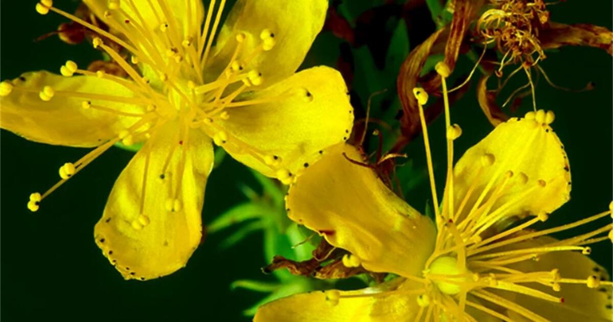 Free St. John's Wort plants for Free in Bainbridge Island, WA For
