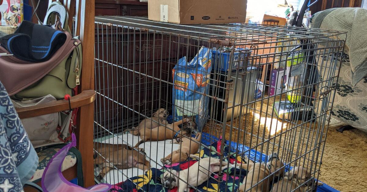 Pit Heeler puppies for Free in Equinunk, PA For Sale & Free — Nextdoor