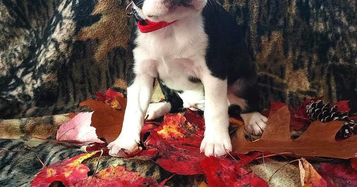 Puppies for 1100 in Saratoga Springs, NY For Sale & Free — Nextdoor